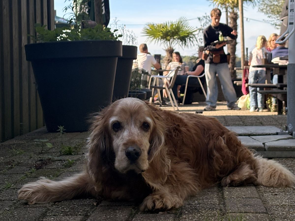 Een hond ligt in de zon op het terras, met daarachter een vol terras aan het water
